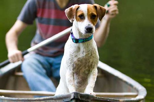Lupinepet Originals 3/4' Rain Song 15-25' Adjustable Collar For Large Dogs