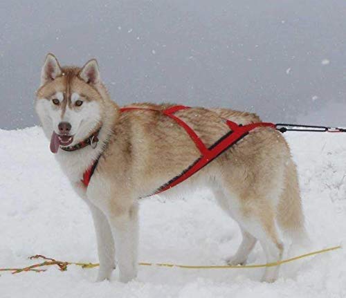 Neewa Sled Pro Harness (Medium, Orange), Dog Pulling Harness, Husky Harness, Mushing Harness, X Back Harness Dog for Dog Exercis