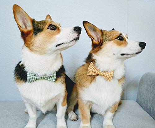 Lionet Paws Dog Collar With Bowtie, Durable Adjustable And Comfortable Collar For Small Dogs Puppies And Cats, Neck 10-16In