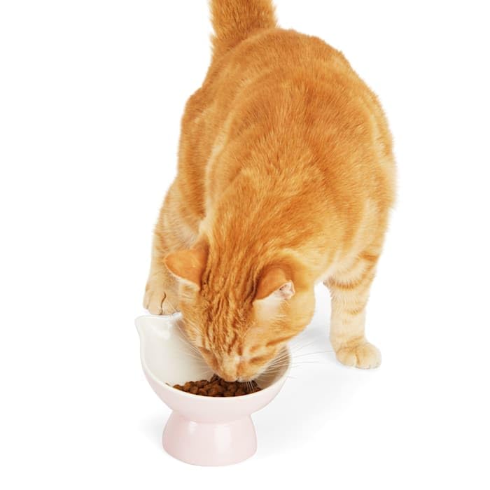 Everyyay Elevated Cat Ear Bowl