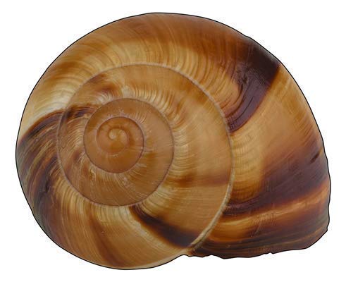 Straight from France Escargot Snail Shells Large 48 Count