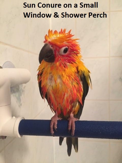 Polly'S Sandy Window And Shower Bird Perch, Small