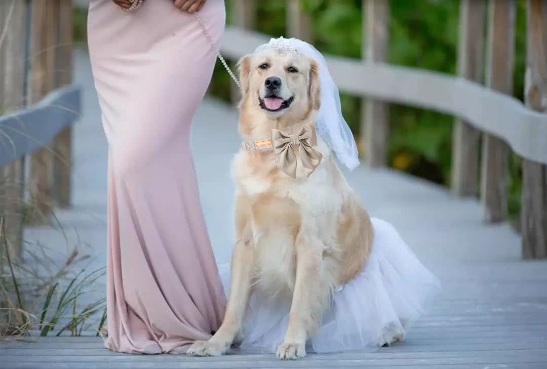 Unique Style Paws Silk Champagne Color Dog Collar Adjustable Durable Dog Collar With Bow Wedding Bow Tie Dog Collar For X-Large Dogs