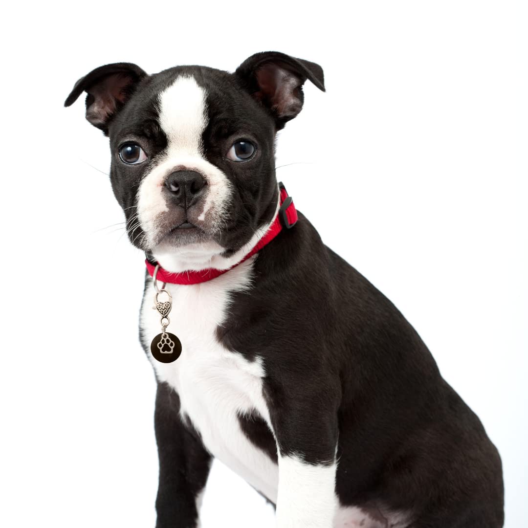 100% Shungite Pet Collar Charm - Natural Protection Dogs Cats Puppies Kittens Best Affordable Christmas Holiday Gift Idea Keychain - 100% Authentic, Black Crystal Stone (Small/Medium)