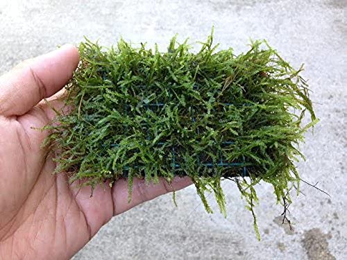 Aquatic Plants on Mats (Java Moss on 3 X 3 mat)