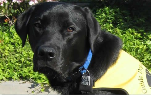 Quiet Spot Pet Tag Silencer (Black)