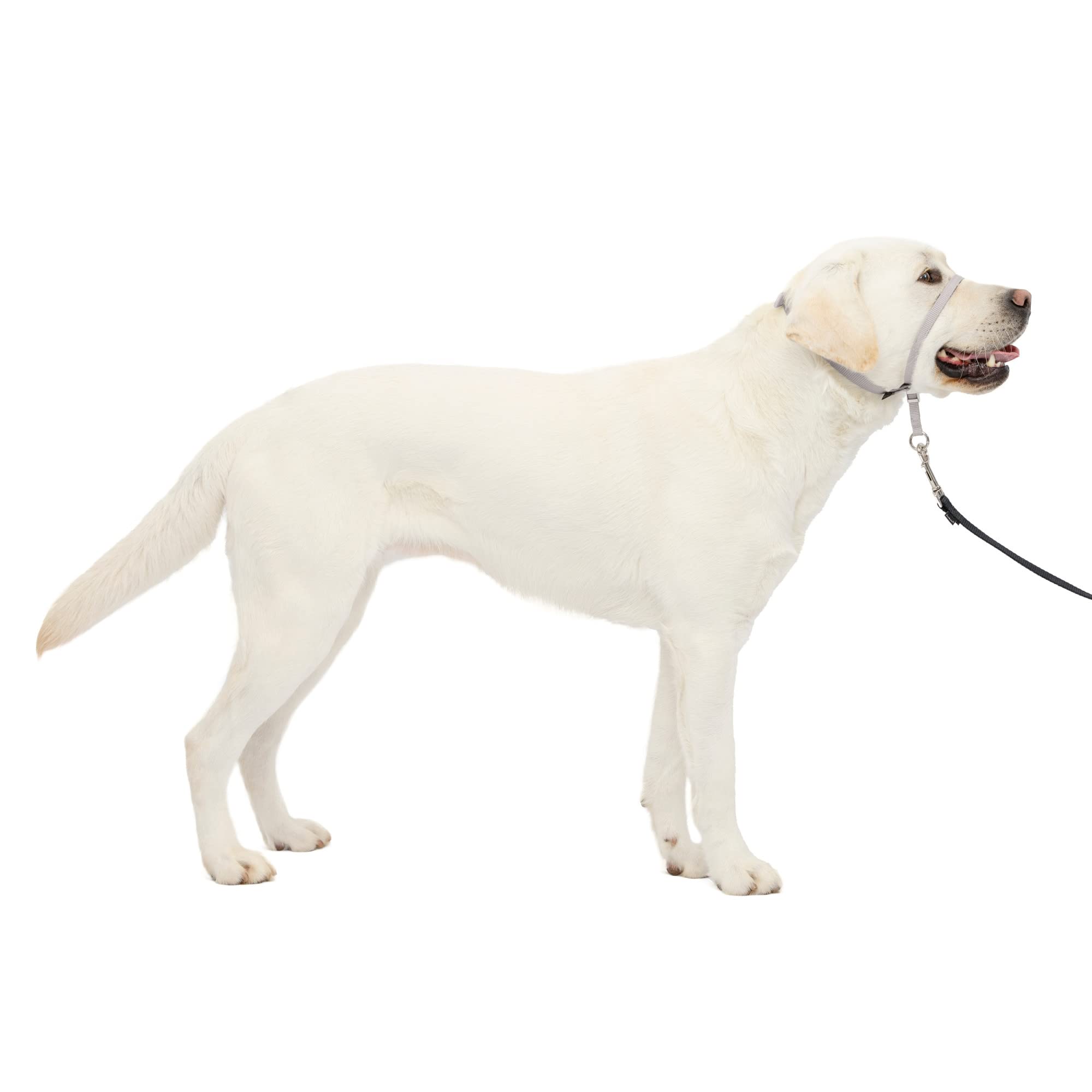 Petsafe Gentle Leader No-Pull Dog Headcollar - The Ultimate Solution To Pulling - Redirects Your Dog'S Pulling For Easier Walks 