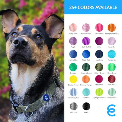 Blueberry Pet Essentials Small Dog Collar | Boy Dog Collars Fall | Male Dog Collar Small | Royal Blue Dog Collars For Small Dogs | Quick Release Dog Collar | Royal Blue Nylon Dog Collar