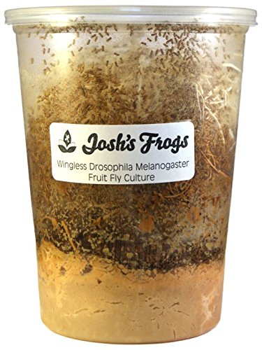 Joshs Frogs Producing Wingless Drosophila Melanogaster Fruit Fly Culture