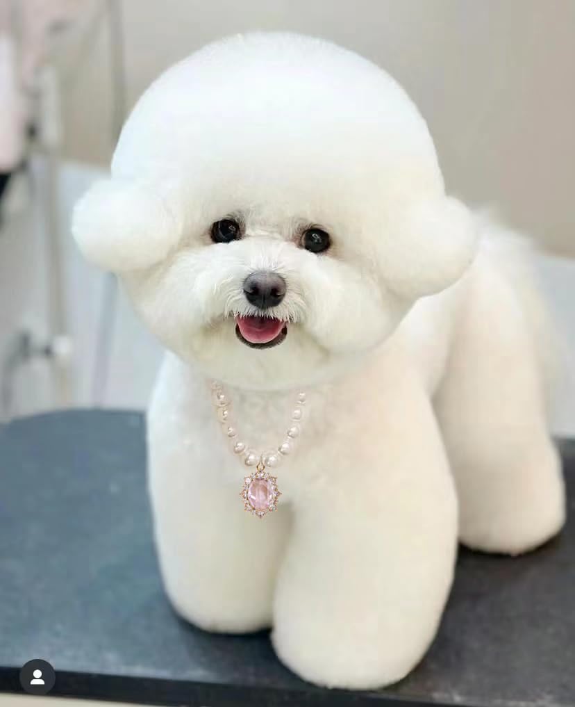 Daovace Pearl Dog Collar Elegant Oval Crystal Rhinestone Necklace Pet Jewelry For Cats Small Dogs Puppy Yorkie Chihuahua Cat Wed