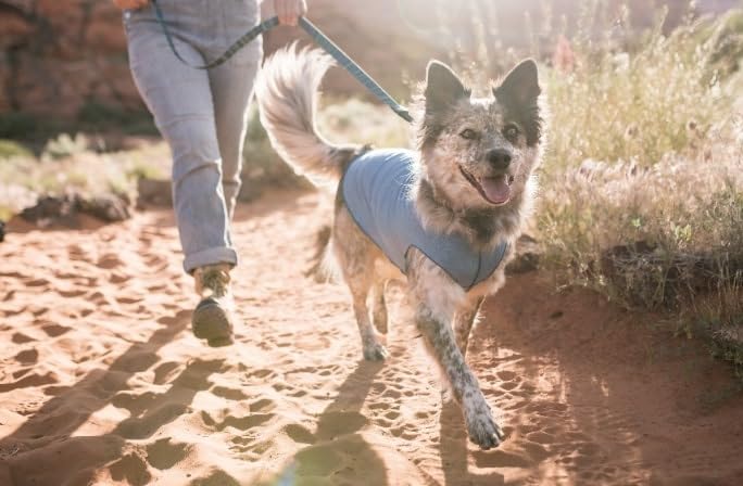 Gold Paw Sun Shield Dog Tee – T-Shirt For Canines – Uv Protection, Pet Anxiety Relief, Wound Care – Protects Against Foxtails, Aids Alopecia - Machine Washable, All Season – Size 14 – Ocean Blue