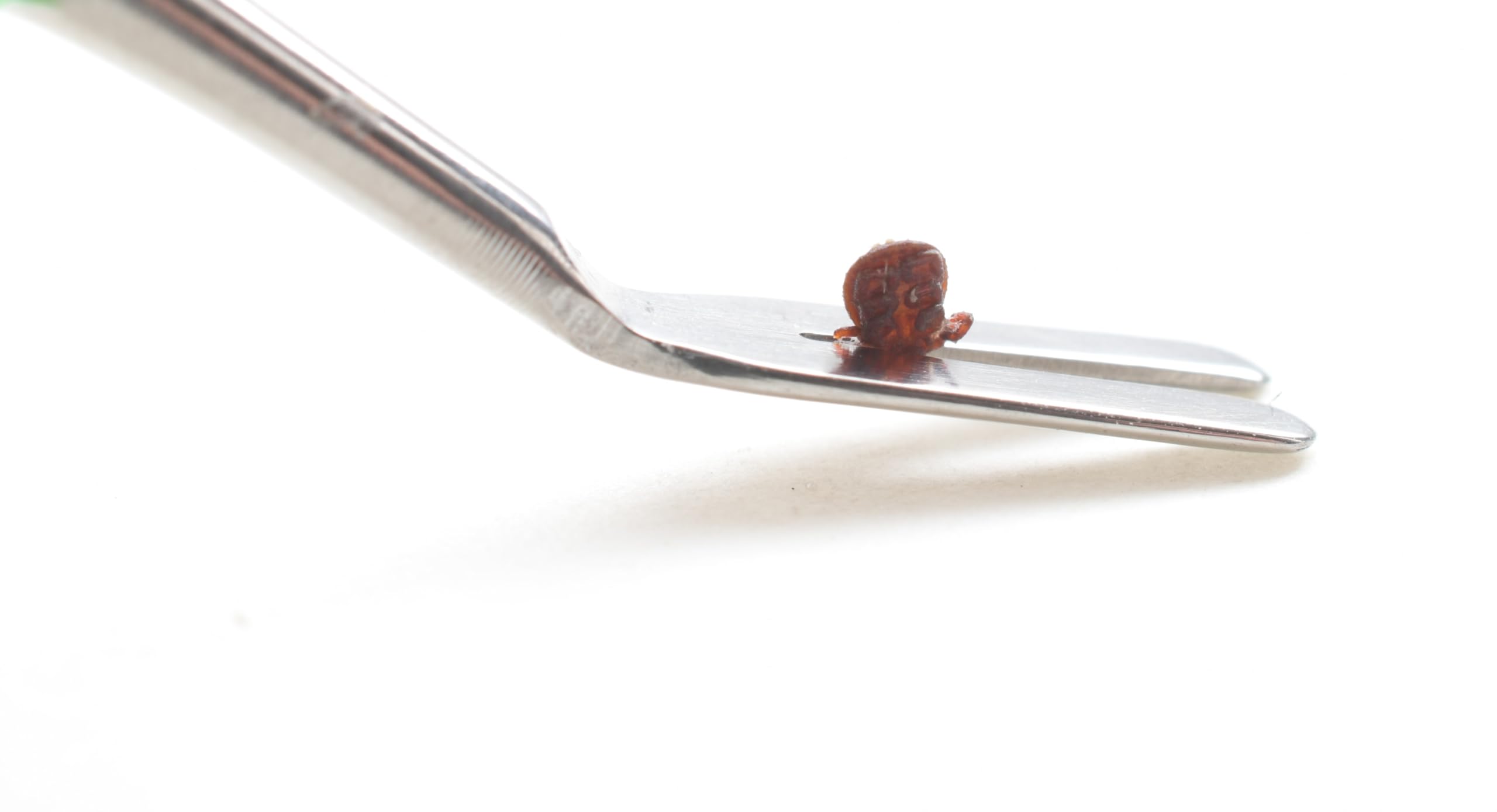 Tick Removal Kit, Precision Stainless Steel Tools, Carry Case, Tick Id Card, Removes All Tick Species And Sizes. Dog, Deer, Lone