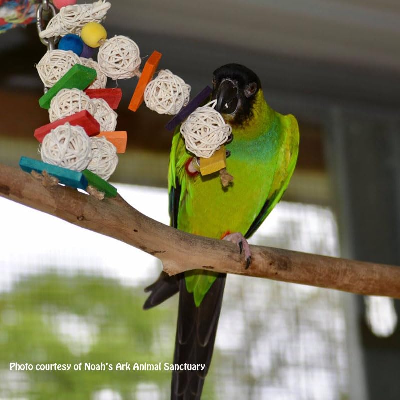 Super Bird Creations Mini Starburst Bird Toy - Colorful Bird Toy For Parrots, Cockatiels, Conures & Parakeets, Cockatiel Toy, Budgie Toys, Bird Toys, Bird Entertainment, Small Bird Size, 5.5' X 2.5'