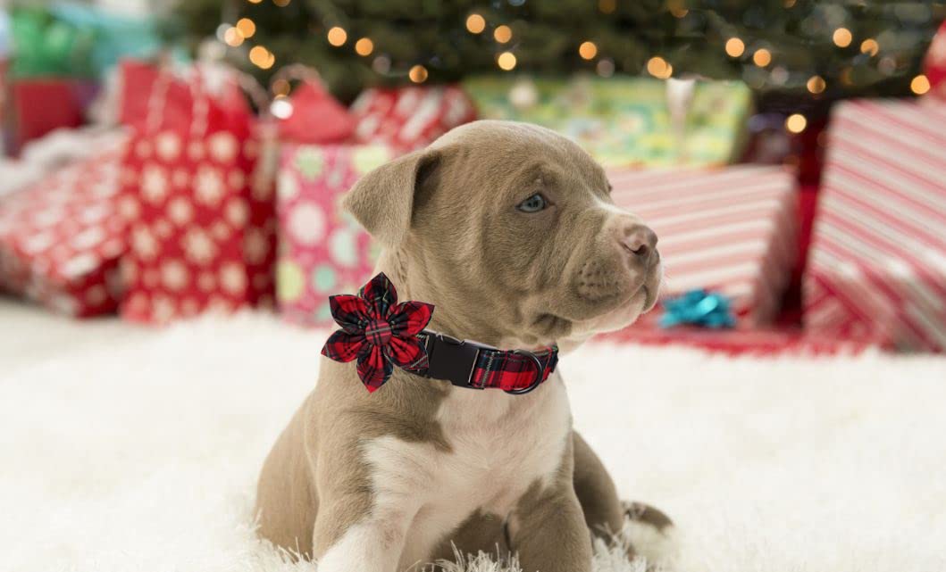 Lionet Paws Christmas Dog Collar With Flower, Dog Flower Collar With Metal Buckle For Dogs, Adjustable Comfortable Dog Collar Girl Gift, Xl, Neck 16-26 In