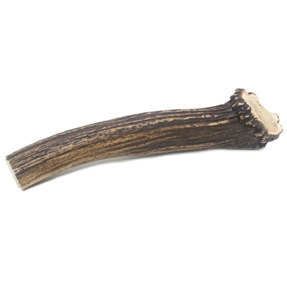 Prairie Dog Antlers | North American Whole Deer Antler | MEGA | Naturally Shed | Hand Harvested | Nutrient Rich | 10.5-11.5 inch