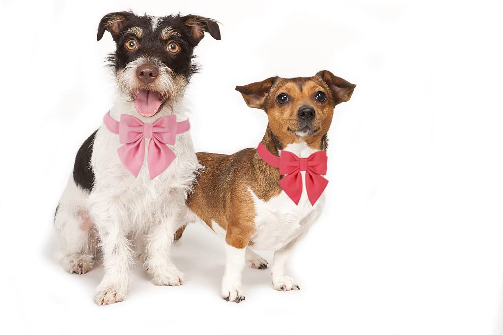 Maca Bates Dog Collar With Bow- Bow For Dog, 12 Solid Colors Sailor Bow Tie Adjustable Collar For Small Medium Large Dog With Golden Metal Buckle
