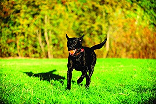 Chuckit! Dog Tennis Ball Dog Toy, Extra Large (3.5 Inch Diameter) For Dogs 100+ Lbs, Shrink Wrap Pack Of 2