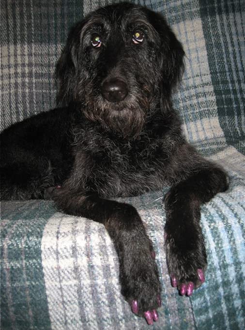 Purrdy Paws 100 Pack Soft Nail Caps For Dog Claws Black Xxl