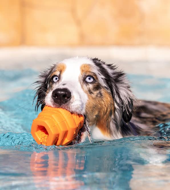 Project Hive ·Pet Company· - Sweet Mango Scented - Hive Chew Toy For Large Dogs - Dog Chew Toy For Large Breeds - Floats In Water - Durable And Tough - Made In The Usa
