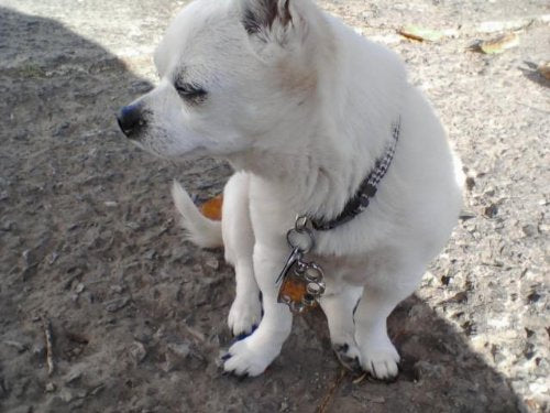 Puppyknucks Brass Knuckles Pet Id Tag Engraveable (Brushed Chrome, Please Engrave)