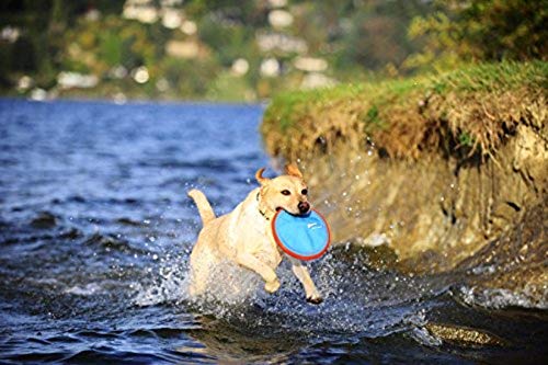 Chuckit! Paraflight Flying Disc Dog Toy - Water Floating Flyer - Durable Nylon Construction With Soft Rubber Edges - For Small And Medium Dogs - Size Small - 6.75' L X 6.75' W - Pack Of 1