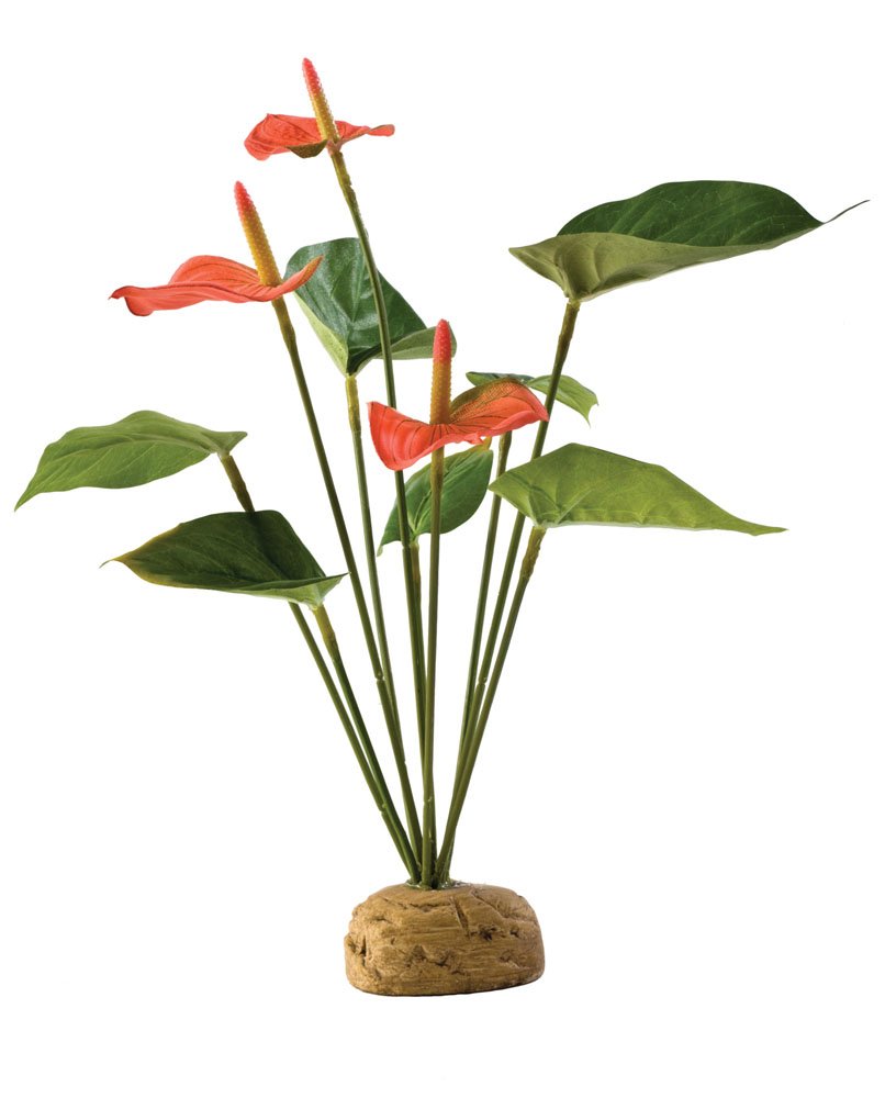 Exo Terra Anthurium Bush Terrarium Plant