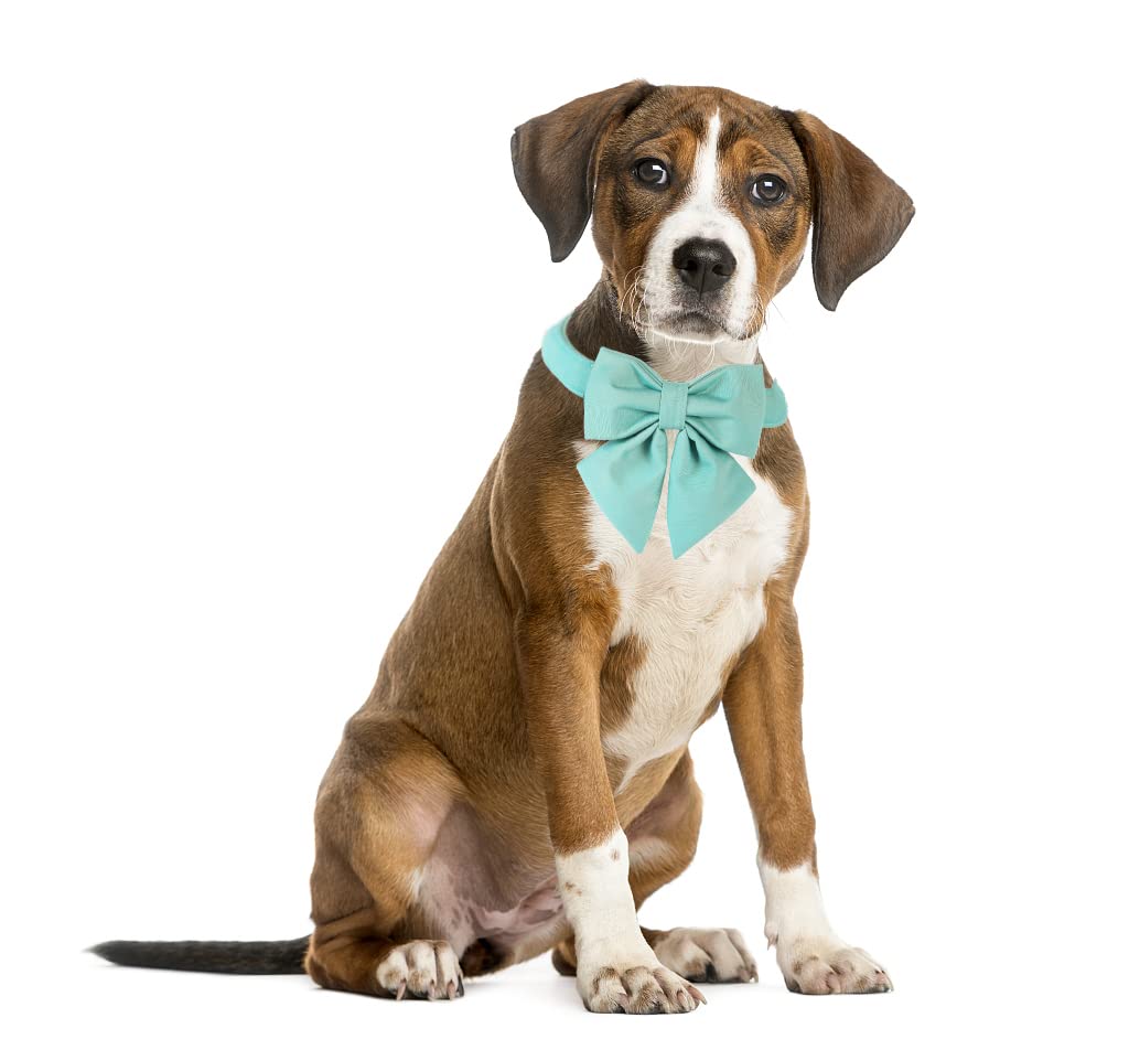 Maca Bates Dog Collar With Bow Bowtie For Dogs Solid Colors Sailor Bow Tie Adjustable Breakaway Green Collars Accessories Birthd