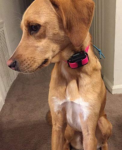 Sparky Pet Co 3/4'' E Collar Easy Fit Surefit Replacement Electronic Training Collar (Pink- Black Camo Biothane)
