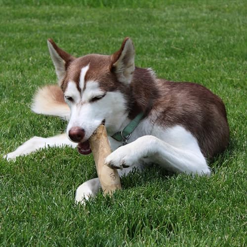 Spot Coffee Wood Dog Chew Toy – 100% Natural & Sustainably Sourced Non-Splintering Wood From Coffee Plants, Long Lasting, Durable Toy For Aggressive Chewers, For Large Dogs And Puppies Up To 99Lbs