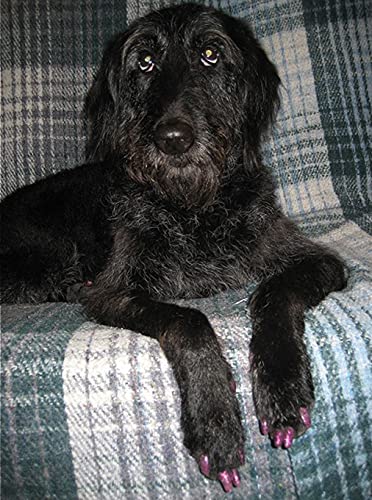 Purrdy Paws 40 Pack Soft Nail Caps For Dog Claws Black Jumbo