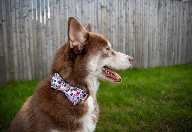 Elegant Little Tail Dog Collar With Bow - Fall Dog Collar Halloween Candy Bow Girl Boy Pet Collar Soft Dog Bowtie Collars For X-Large Dogs