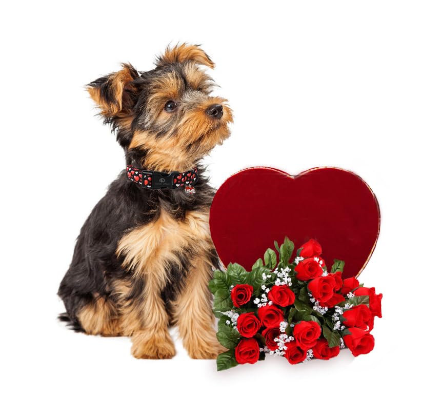 Lionet Paws Valentine'S Dog Collar- Cute Sweet Pink Heart Black Dog Collars With Plastic Buckle, Light Adjustable Dog Collars Fo