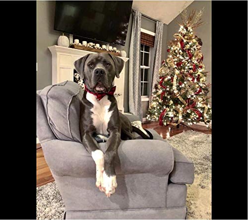 Unique Style Paws Pet Soft &Comfy Bowtie Dog Collar And Cat Collar Pet Gift For Dogs And Cats 6 Size And 7 Patterns