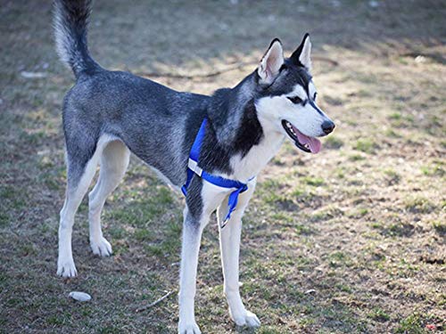 Walk Your Dog With Love No-Choke No-Pull Front-Leading Dog Harnesses - Sportso Doggo Edition-Sapphire Blue-18-35 Lbs (8-16 Kg)