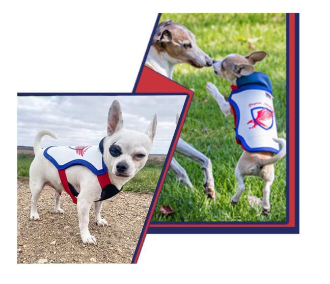 Raptor Shield Puncture Resistant Pet Vest For Small Dogs — Talon-Proof Protection Against Attacks By Coyotes, Hawks, Birds Of Prey, Made In The Usa, Four Sizes— Small, 4-6.5 Lbs, Chest 10.5 To 13.5'