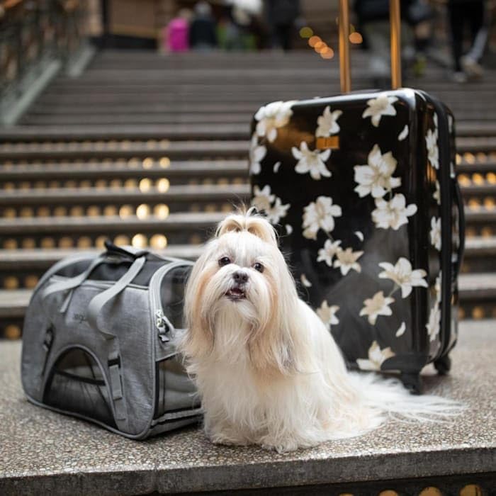 Coastal Pet Bergan Comfort Carrier - Safe, Comfortable Dog & Cat Travel Carrier - Airline Friendly Soft Pet Carrier - Breathable Carrier For Pet Owners - Heather Grey, 19' X 10' X 13'