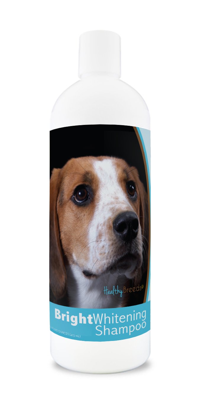 Healthy Breeds American English Coonhound Bright Whitening Shampoo - Ph Balanced - Enhance Color & Shine While Moisturizing & Conditioning - Pina Colada Scent - 12 Oz