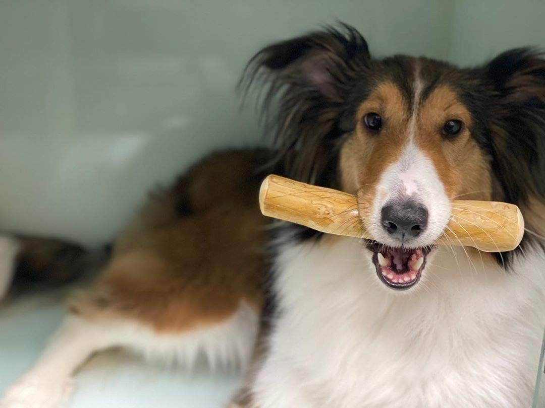 Pet Full House WoofWood Dog chew Sticks, Safe, Natural & Healthy chew Toys, Real Coffee Wood, Long Lasting, Durable chewable Sti