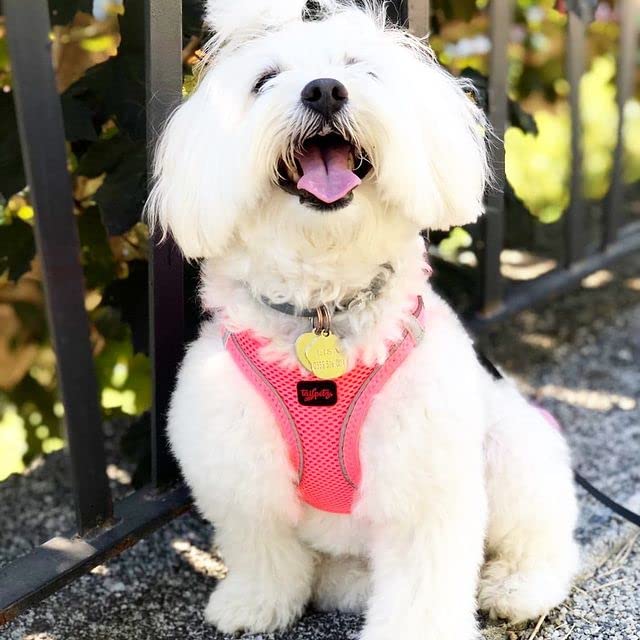 Tailpetz Xs Dog Harness Pink, Adjustable Step in No Pull Dog Harness Small Sized Dog, Reflective Puppy Harness for Puppy Trainin