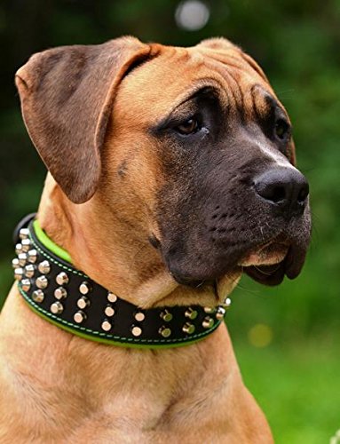 Bestia 'Stud Genuine Leather Big Dogs Collar. 2.5 Inch Wide. Soft Padded. Very Durable And Comfortable. Handcrafted Guaranteed. Pitbull. Cane Corso. Rottweiler. Bully. Amstaff.