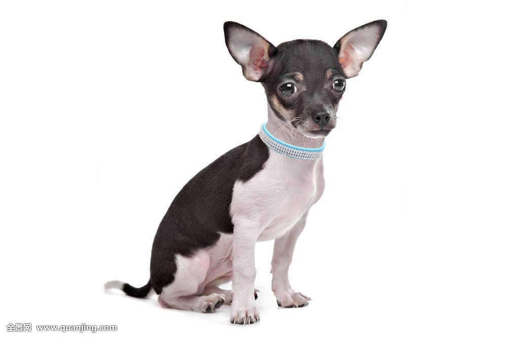 Haoyueer Cute Dazzling Sparkling Elegant Fancy Pu Leather Bling Rhinestone Crystal Jeweled Pet Cat Dog Puppy Collar(Blue,M)