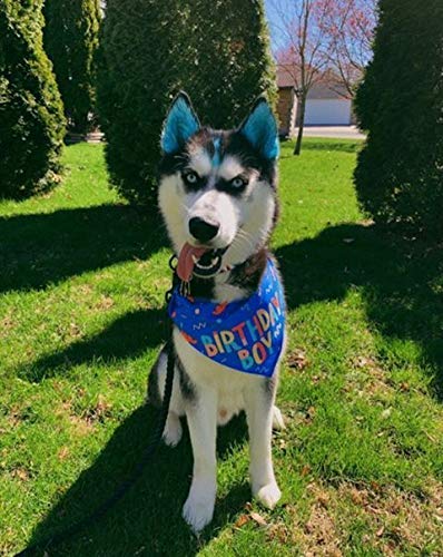 Warren London Critter Color Temporary Pet Fur Coloring Easy to Use- 7 Colors- Made in USA- Blue