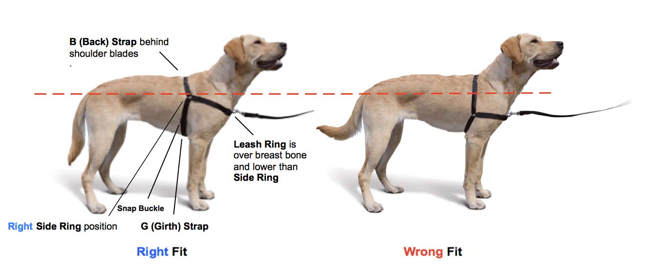 Softouch Concepts The Original Sense-Ation No-Pull Dog Training Harness (Black, Medium-Large Wide)