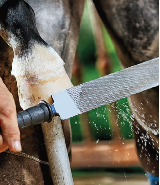 Heller Farrier Hoof Rasp Heller Excel 14in