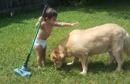 GoGo Stik XP Totally Clean Pro Pooper Scooper with Bags for All Dog Pet Waste Cleanup. 37inch. Keeps Hands and Scooper Clean. Us