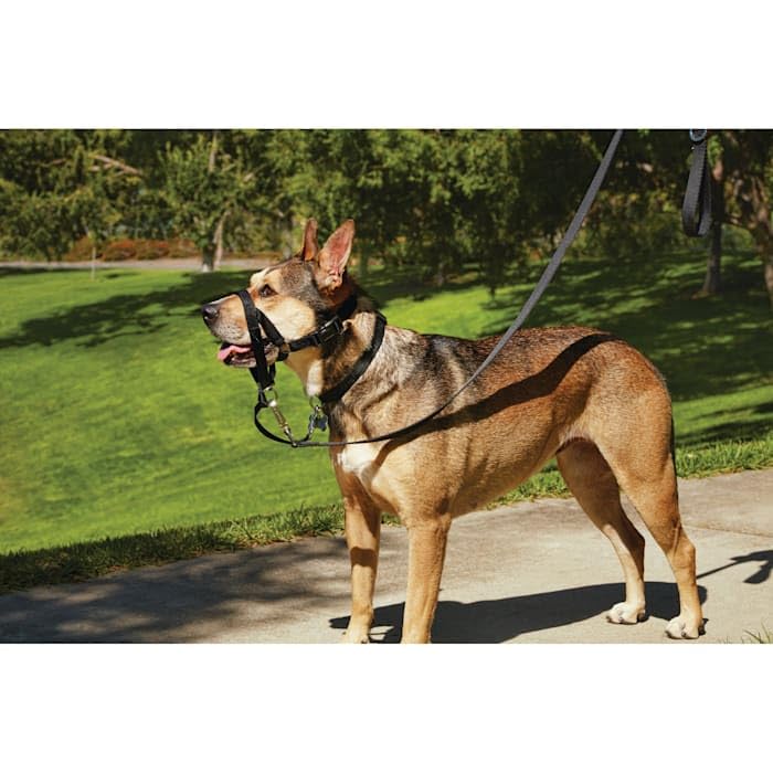 Everyyay Head Of The Class Head Halter For Dogs, Medium