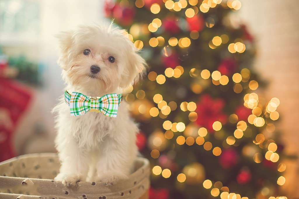 ARING PET Bowtie Dog Collar, Adorable Green Grid Dog Collars with Detachable Bow, Adjustable Collar Gifts for Small Medium Large