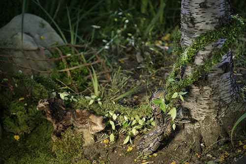 Supermoss Galápagos (05266) Mossvine, Real Moss Vine, 12Ft, Green