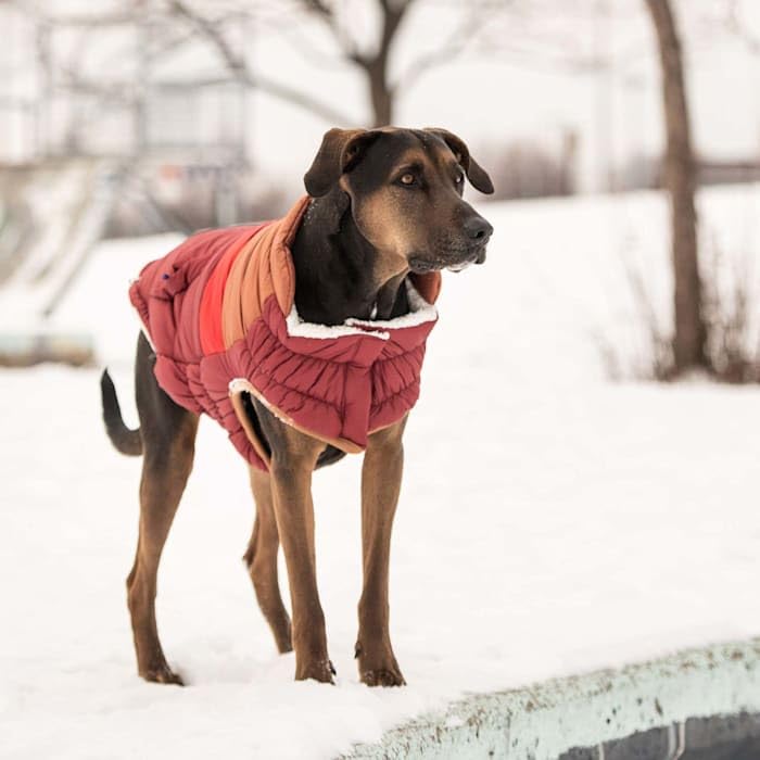 Elasto-Fit Classic Puffer Dog Jacket - Quilted Winter Pet Coat With Adjustable Straps, Waterproof Insulated Dog Outerwear For Small Medium Large Dogs, Easy On Off Design - Dark Red, X-Large