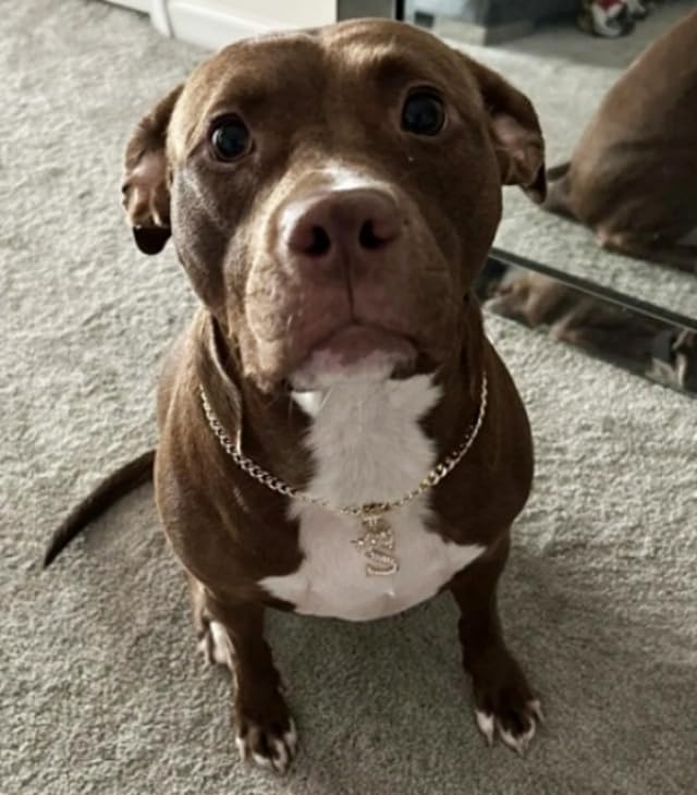 Initial Letter Cuban Chain Dog Chain Pet Chain Pet, Cat, Puppy Necklace (L, 18'')
